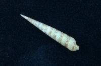 藏品(蒼白筍螺 )的圖片